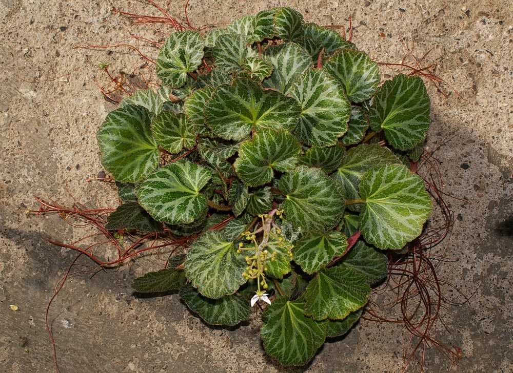 Saxifraga stolonifera (pianta coltivata) / Sassifraga stolonifera